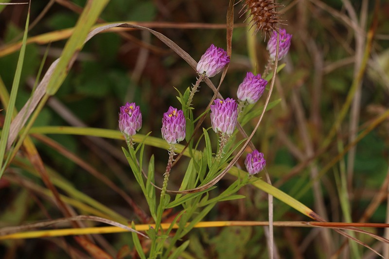 Purple Milkwort photo 6