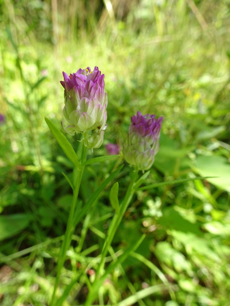 Purple Milkwort photo 7