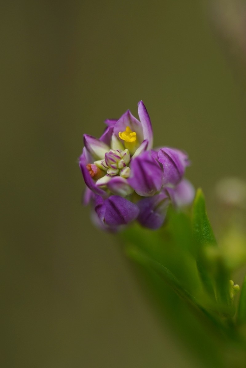 Purple Milkwort photo 8