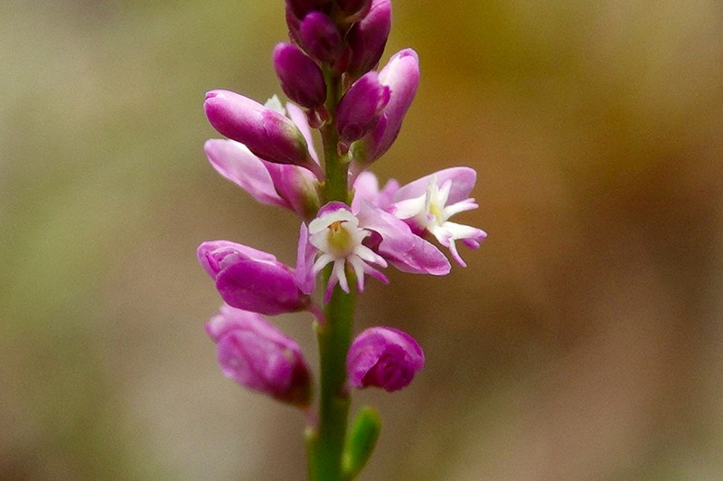 Senega sansibarensis
