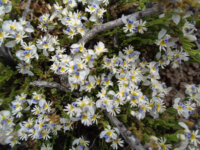Senega santacruzensis