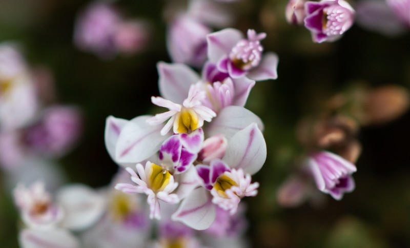 Senega santacruzensis photo 2
