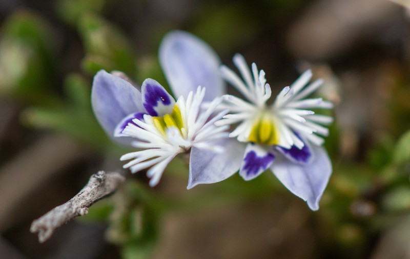 Senega santacruzensis photo 3