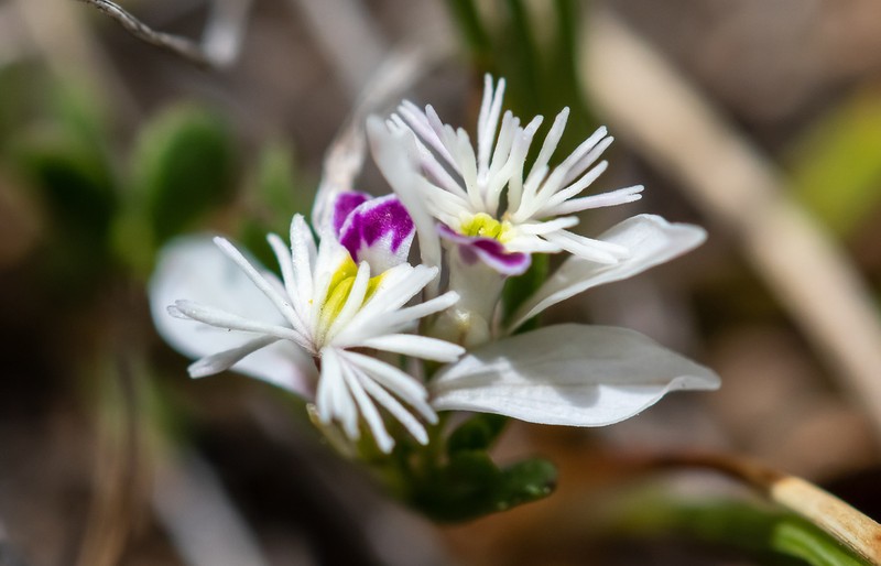 Senega santacruzensis photo 4