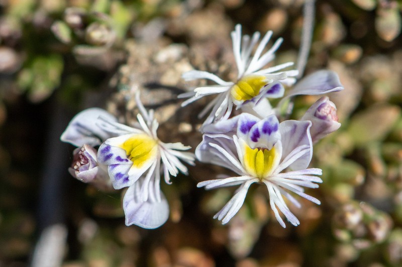 Senega santacruzensis photo 5