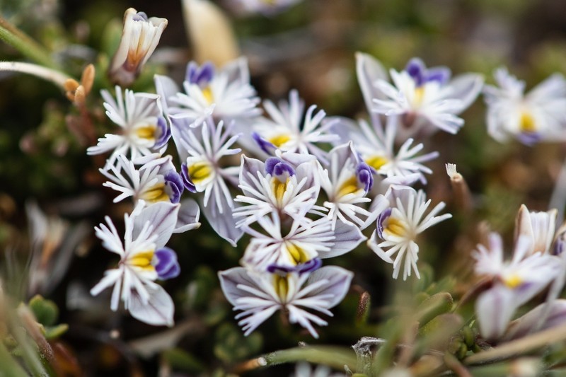 Senega santacruzensis photo 6