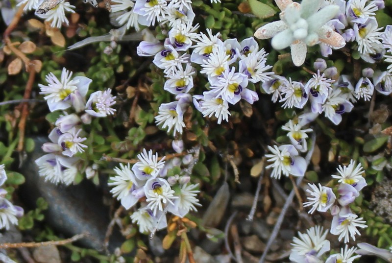 Senega santacruzensis photo 8