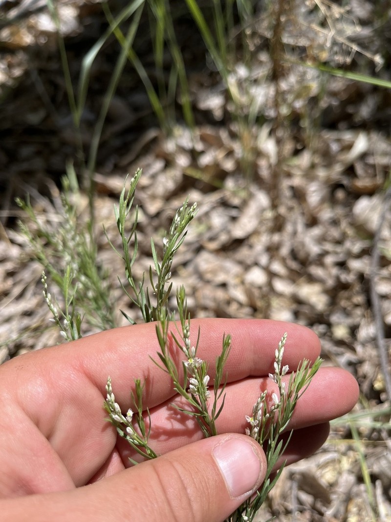 Broom Milkwort