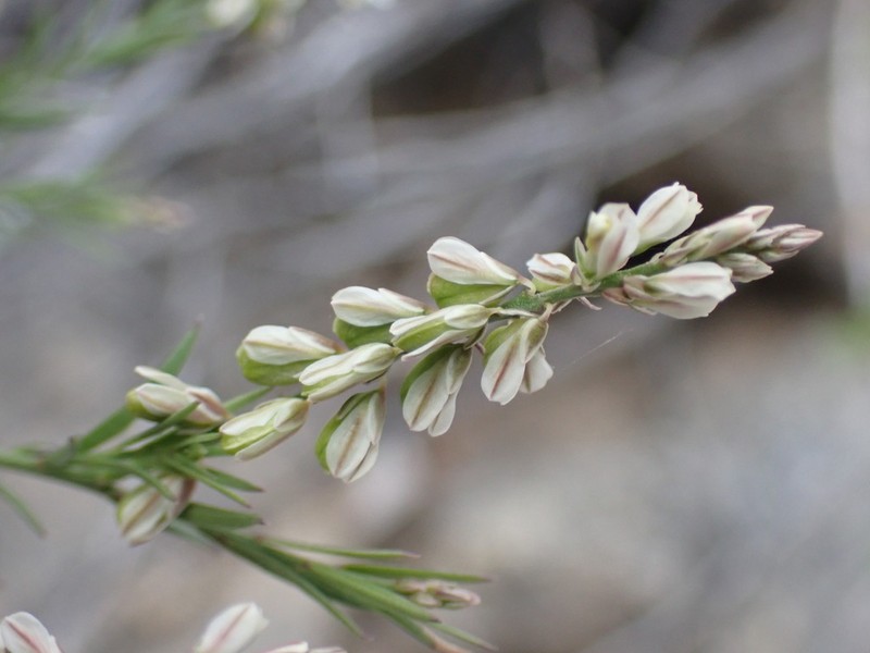Broom Milkwort photo 2