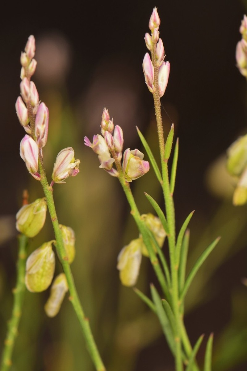 Broom Milkwort photo 6