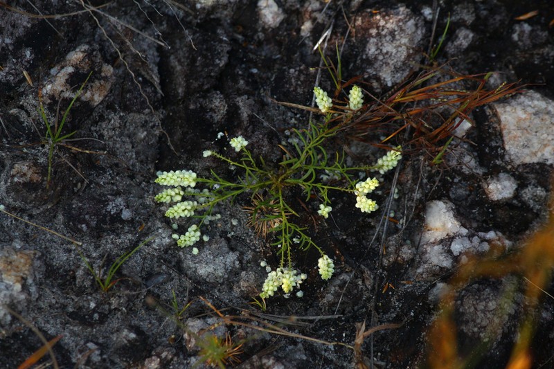 Senega sedoides