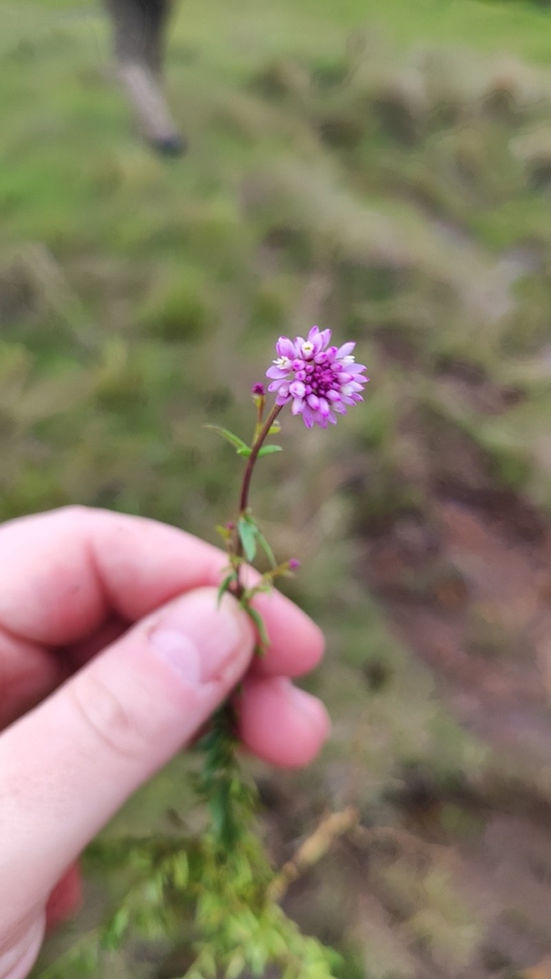 Senega sellowiana