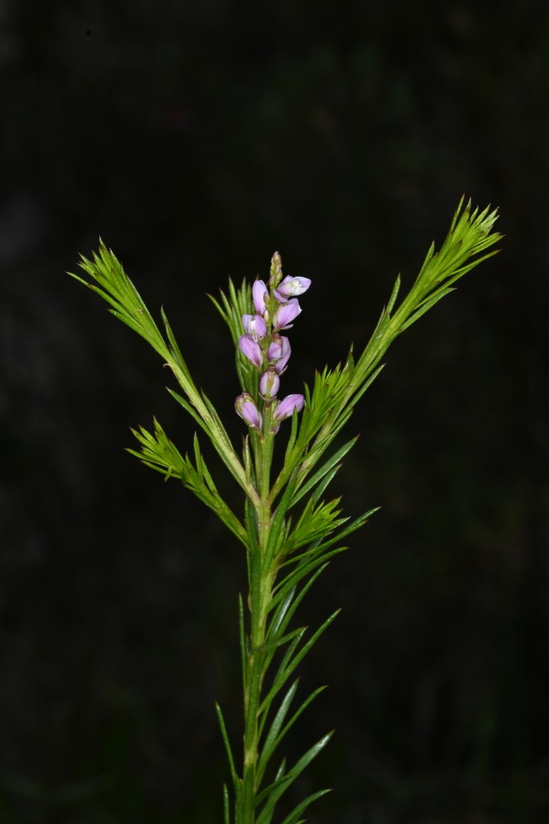 Senega sericea photo 2