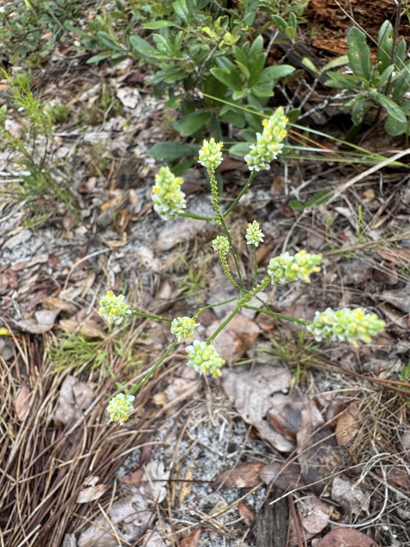 Coastal Plain Milkwort