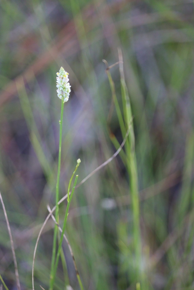 Coastal Plain Milkwort photo 2