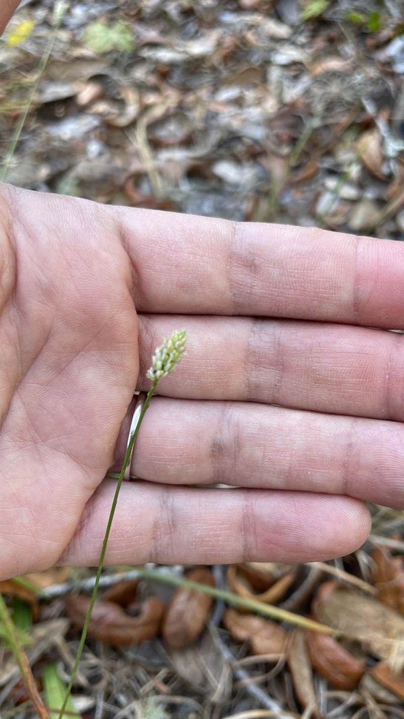 Coastal Plain Milkwort photo 3