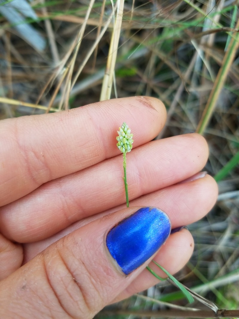 Coastal Plain Milkwort photo 4