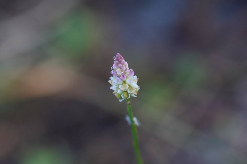Coastal Plain Milkwort photo 5