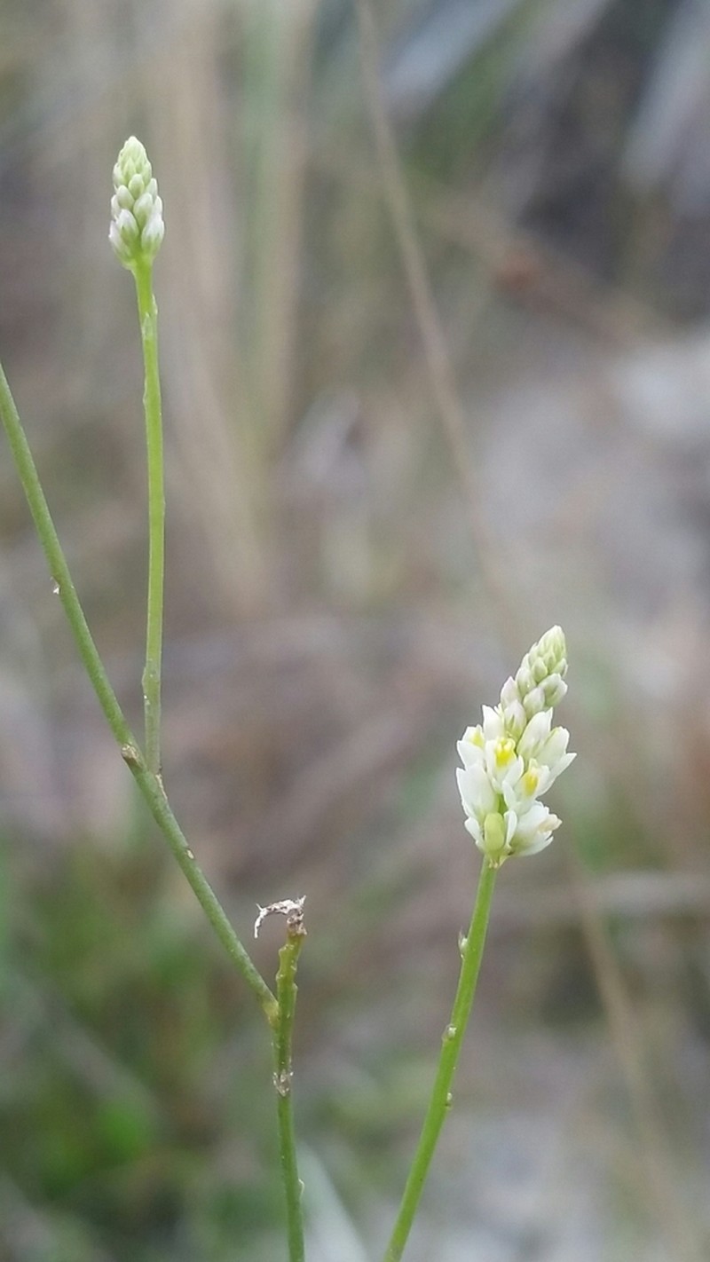 Coastal Plain Milkwort photo 6