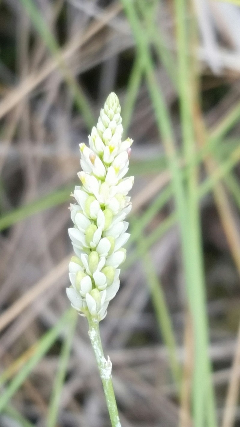 Coastal Plain Milkwort photo 7