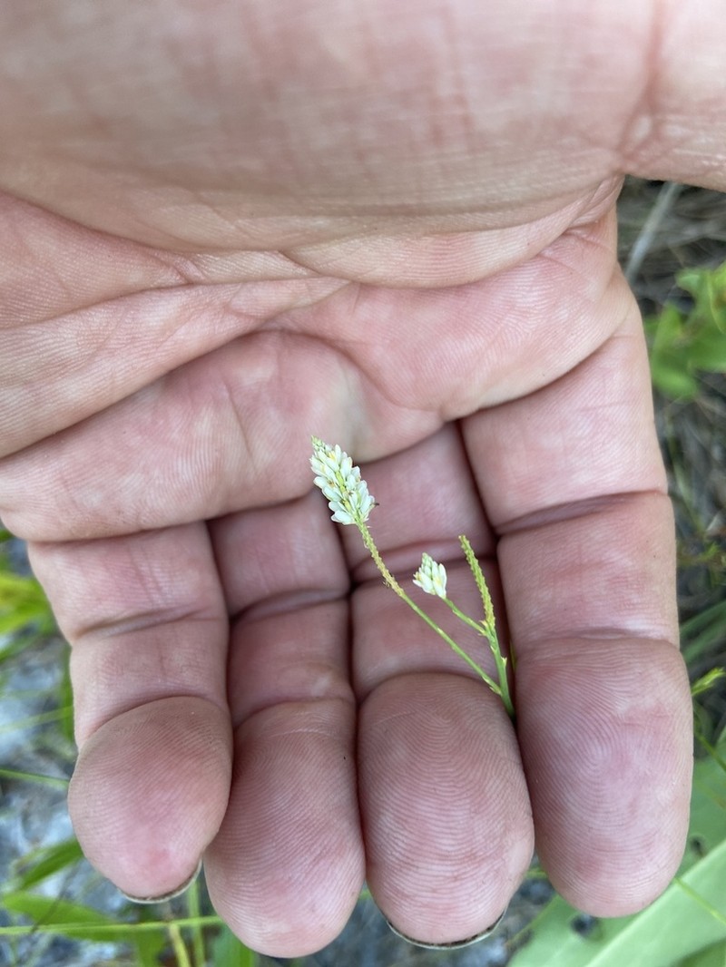 Coastal Plain Milkwort photo 8