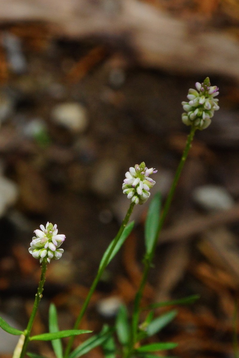 Senega shinnersii