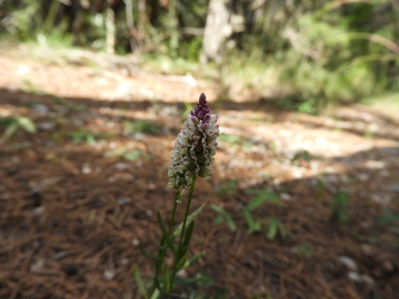 Senega shinnersii photo 2