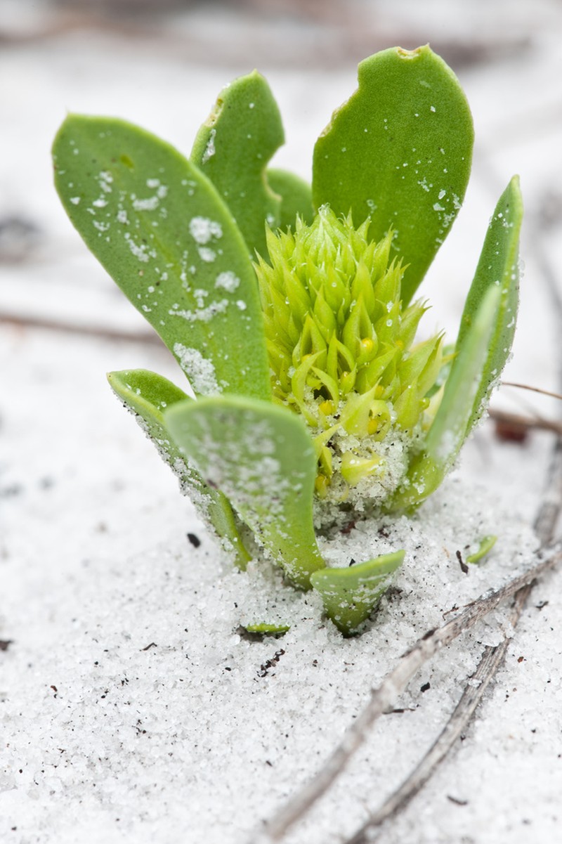 Tiny Milkwort