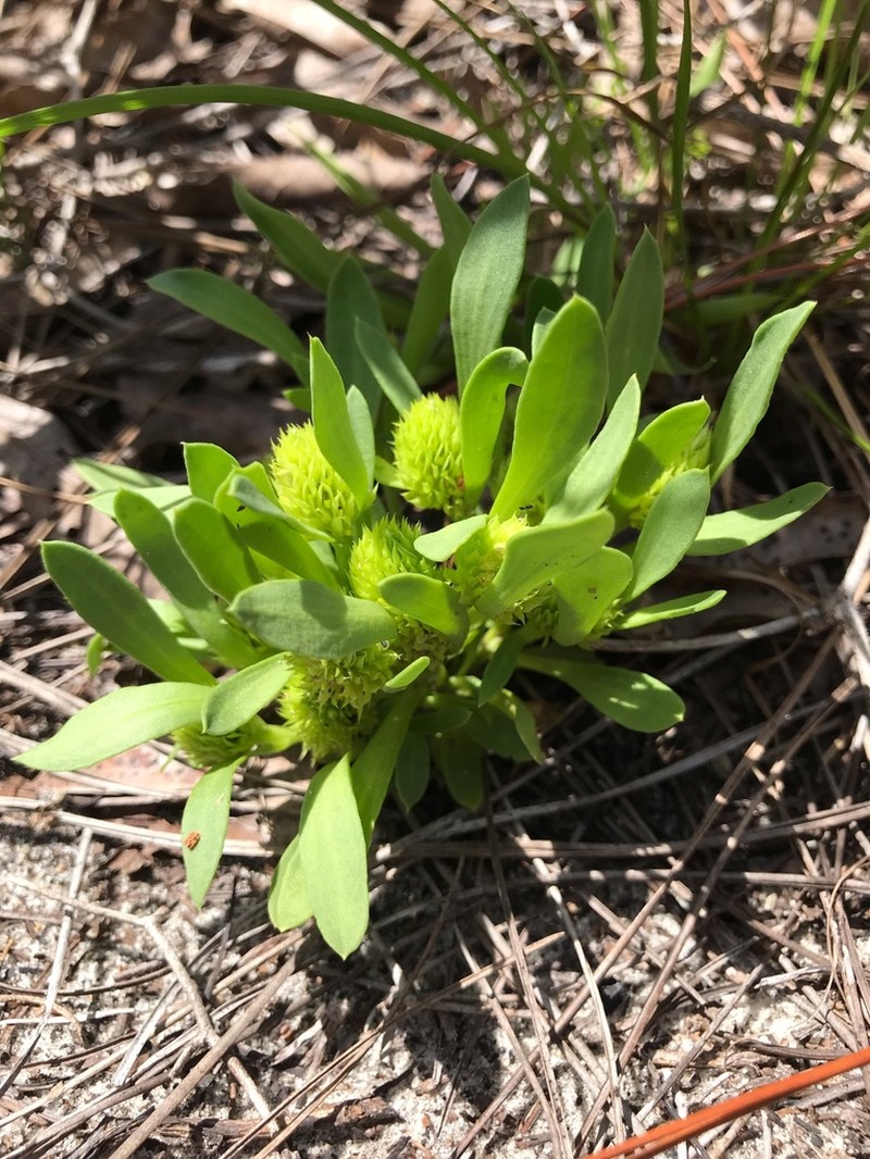 Tiny Milkwort photo 4