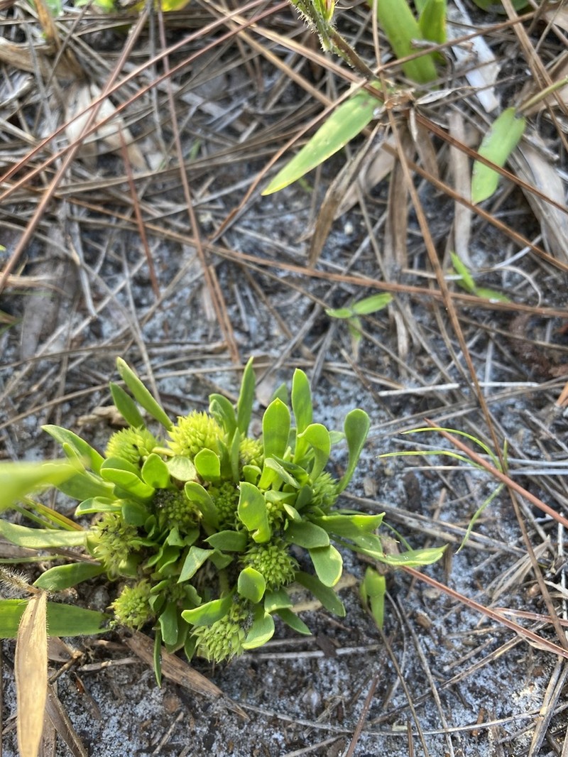 Tiny Milkwort photo 5