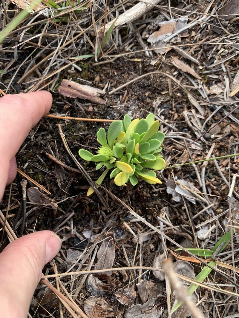 Tiny Milkwort photo 6