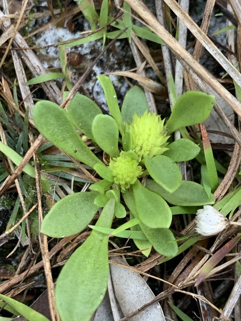 Tiny Milkwort photo 7