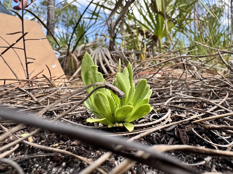 Tiny Milkwort photo 8