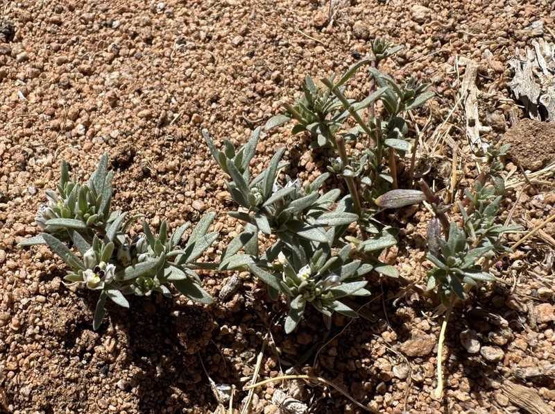 Senega solieri