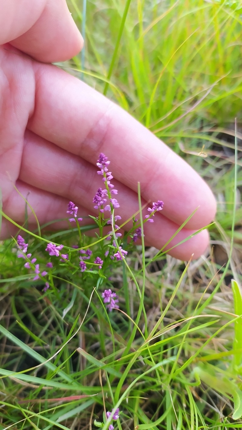 Senega spicata