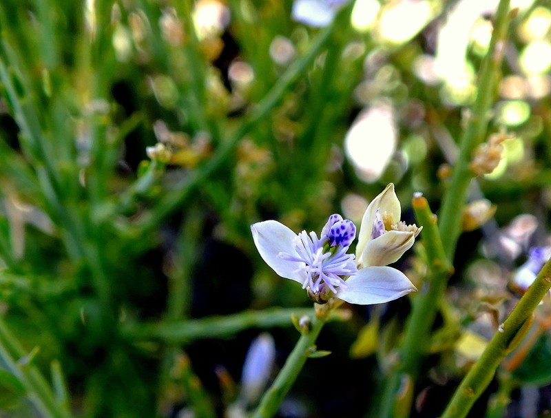 Senega spinescens