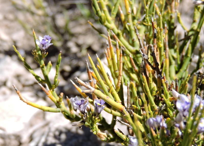 Senega spinescens photo 2