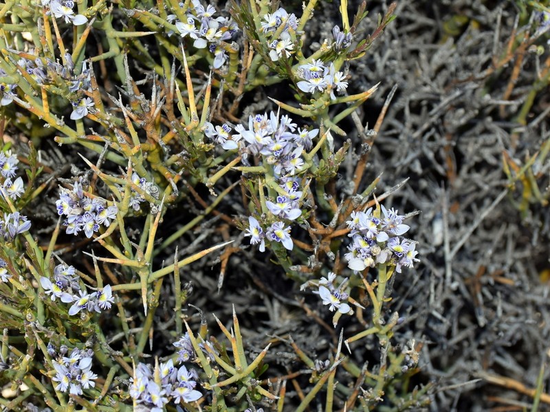Senega spinescens photo 3