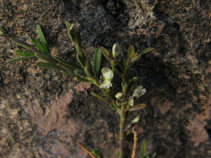 Senega spinescens photo 4