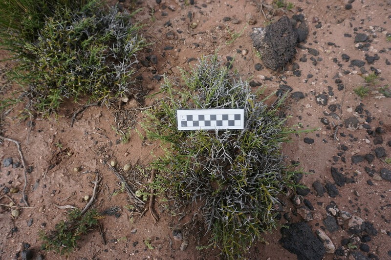 Senega spinescens photo 5