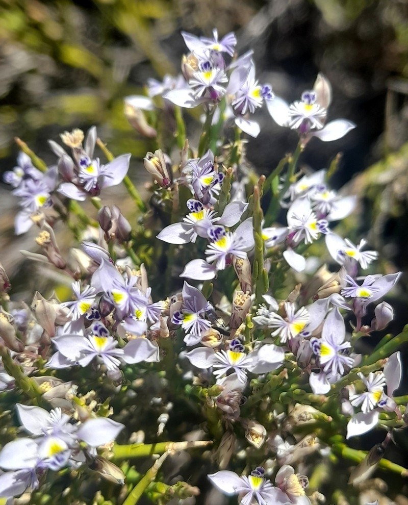 Senega spinescens photo 6