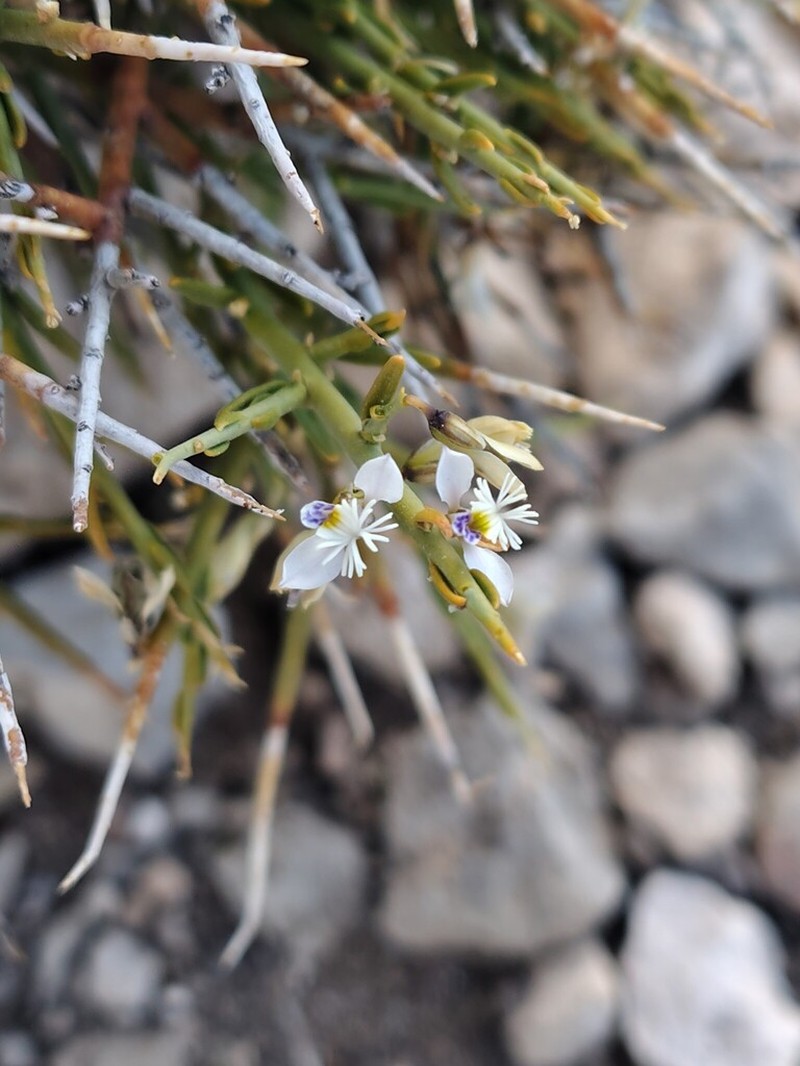 Senega spinescens photo 7