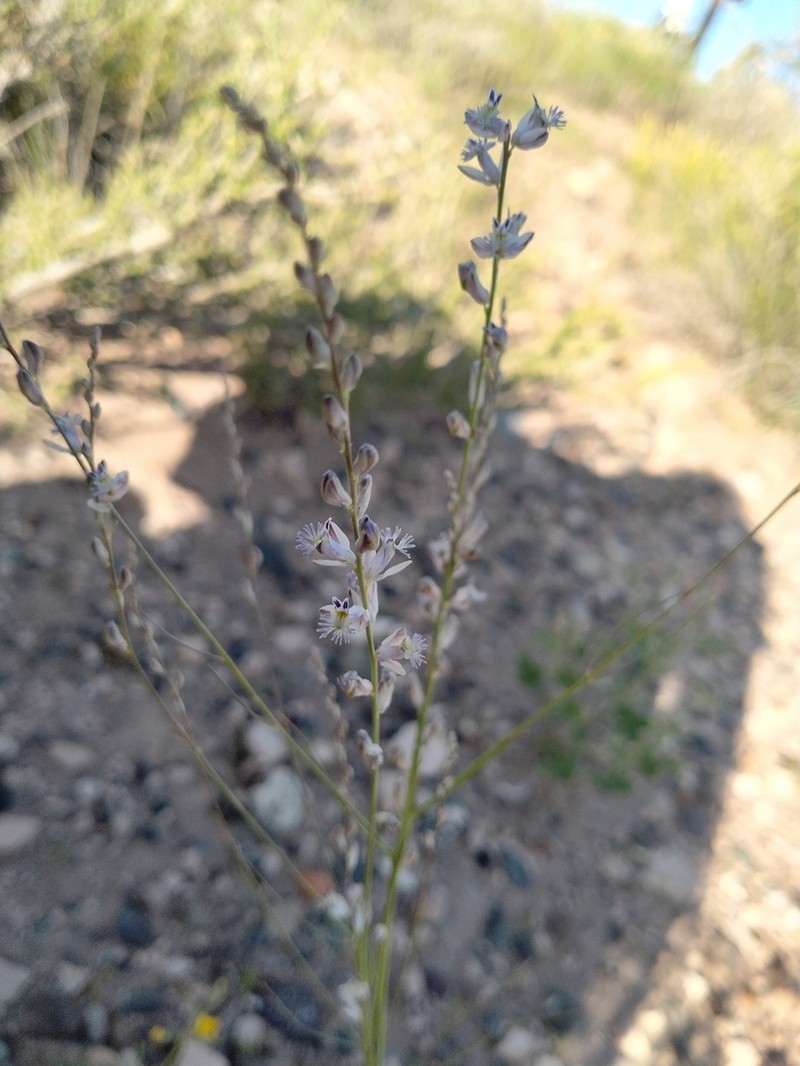 Senega stenophylla