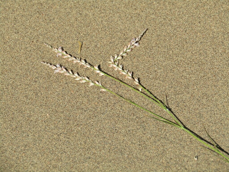 Senega stenophylla photo 2