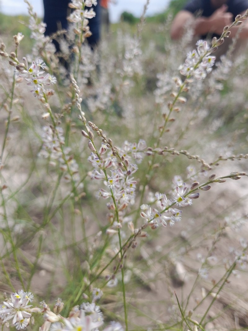 Senega stenophylla photo 3