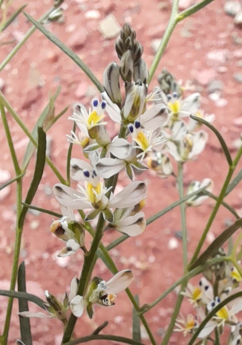 Senega stenophylla photo 4