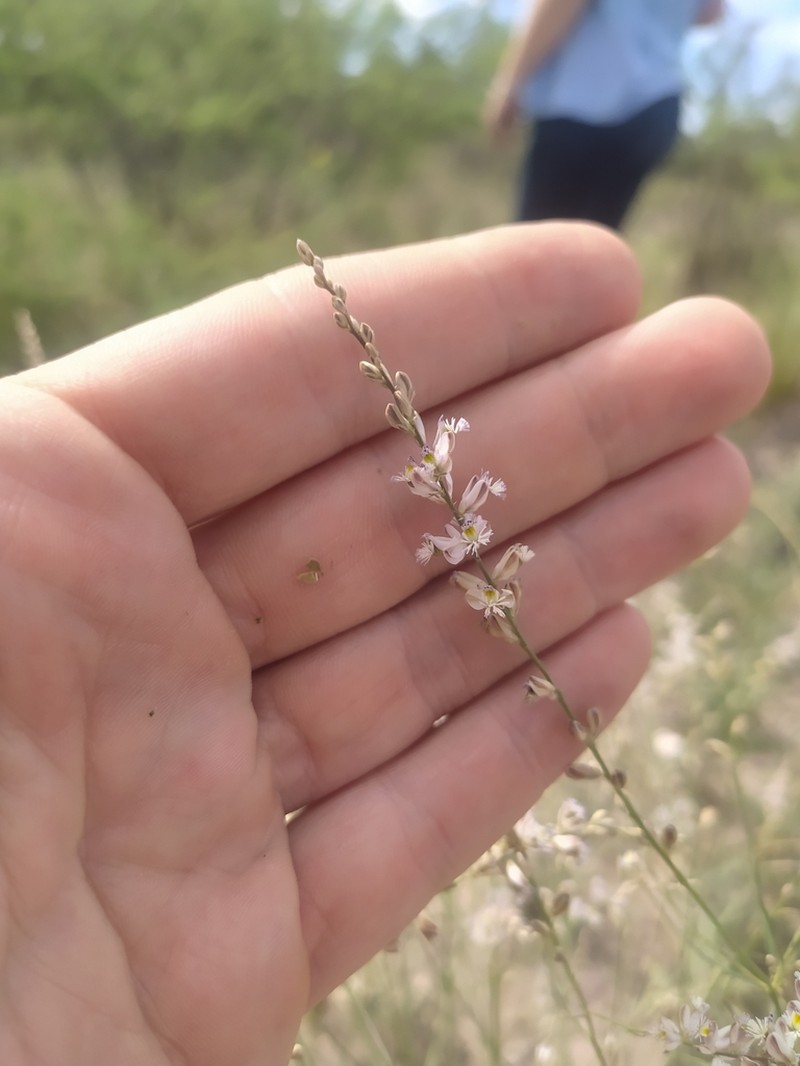 Senega stenophylla photo 5