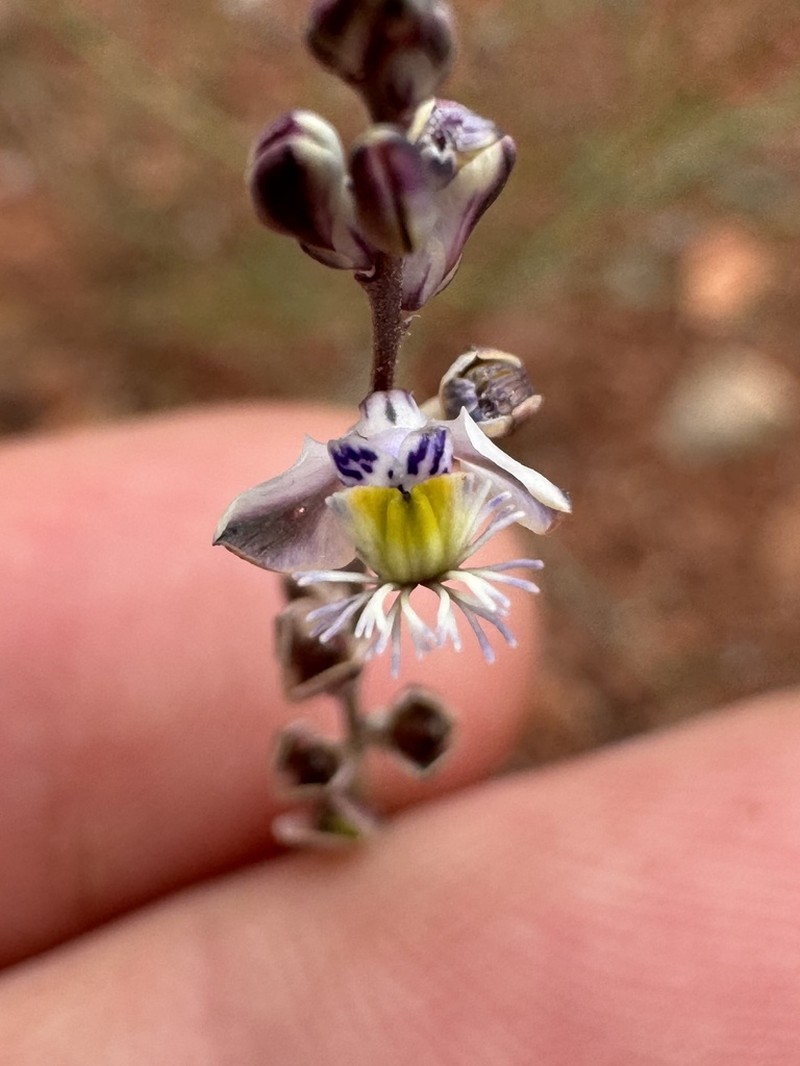 Senega stenophylla photo 6