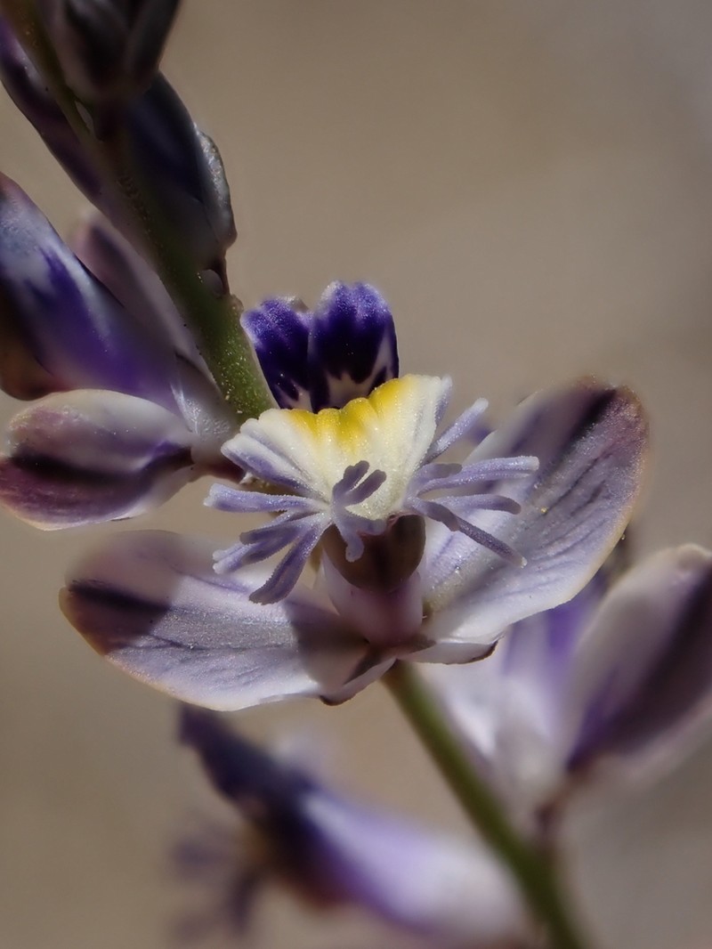 Senega stenophylla photo 7
