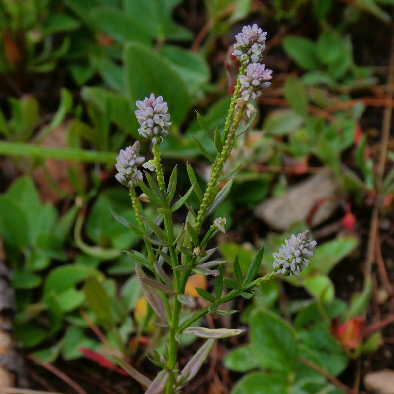 Senega subalata photo 2